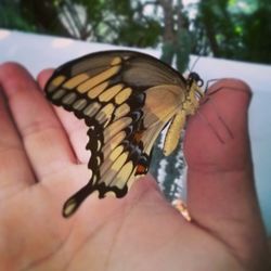 Cropped image of hand holding butterfly