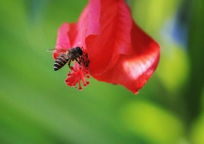 Close-up of insect on red flower