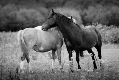 Horses on field