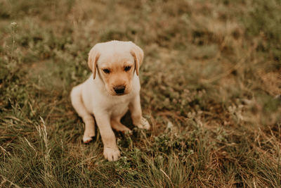 Portrait of puppy on field