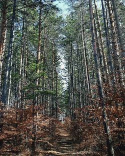 Full frame shot of bamboo trees in forest