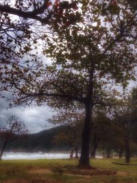 Trees on grassy field