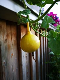 Close-up of fruits growing on plant