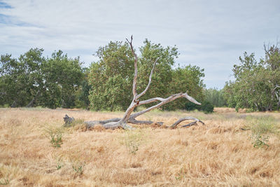 Dead tree on field against sky