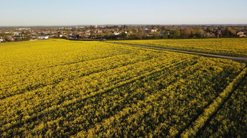 Scenic view of agricultural field against sky