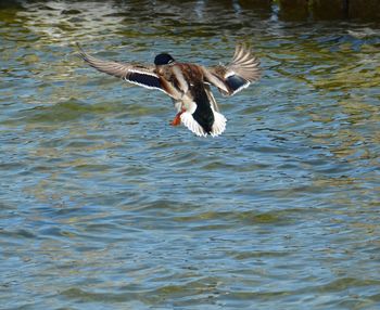 Bird flying over lake