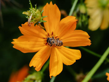 Close-up of insect on yellow flower