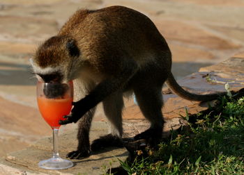 Monkey drinking orange drink