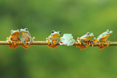 Frog, tree frog, flying frog,