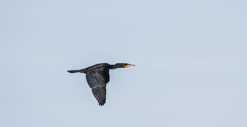 Low angle view of bird flying in the sky