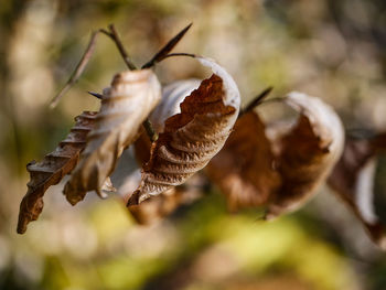 Close-up of dry leaves on plant