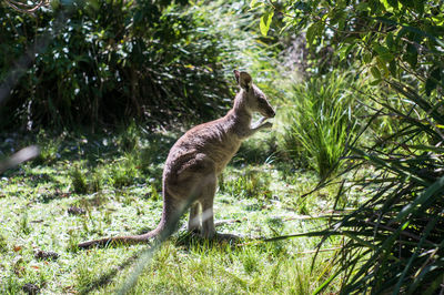 Giraffe standing on a land