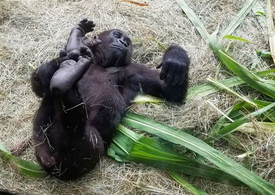 High angle view of a monkey