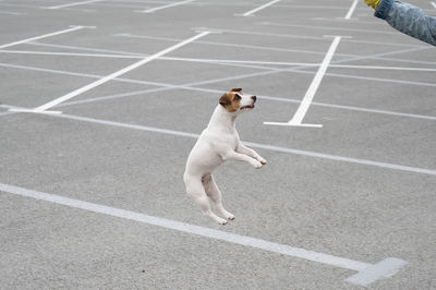 High angle view of dog running on road