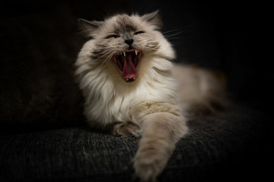 Close-up of cat yawning