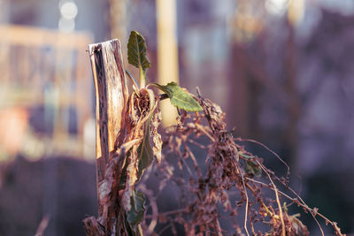 Close-up of dried plant