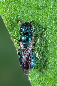 Close-up of fly on leaf