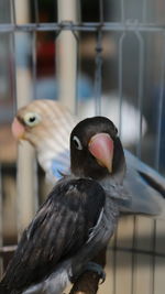 Close-up of birds perching