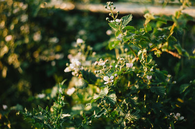 Close-up of flowering plant