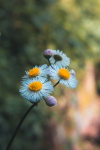 Close-up of flowering plant