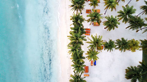 High angle view of palm trees on beach