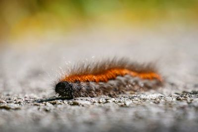 Close-up of insect on ground