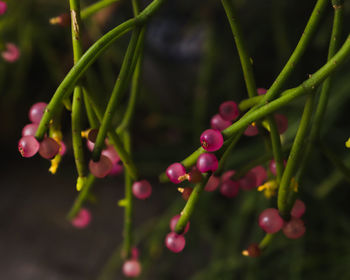 Close-up of raindrops on flower buds