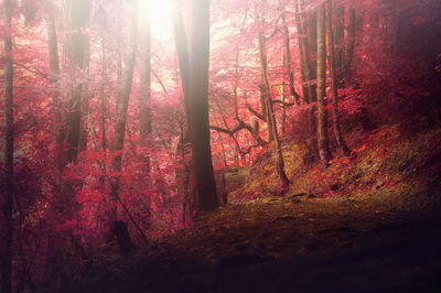 Trees in forest during autumn