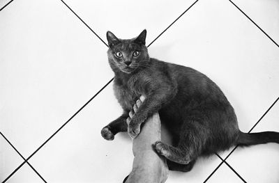 High angle portrait of cat sitting on tiled floor