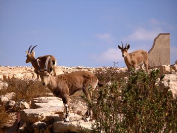 Wild ibex in southern israel's mitzpe ramon