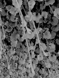 Close-up of leaves