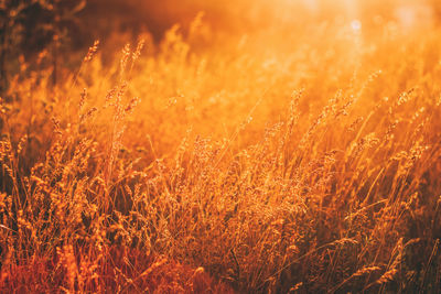 Full frame shot of plants on field during sunset