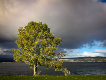 Tree by lake against sky