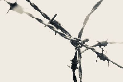 Close-up of barbed wire against clear sky