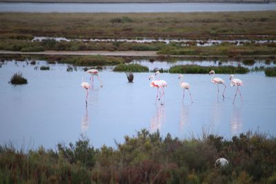 Birds in a lake