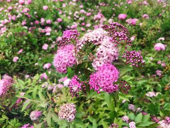 Close-up of butterfly on pink flowers blooming outdoors