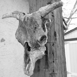 Low angle view of animal skull