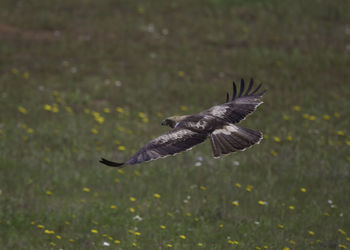 Close-up of eagle flying