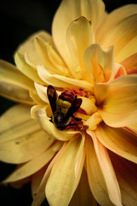 Close-up of yellow flower