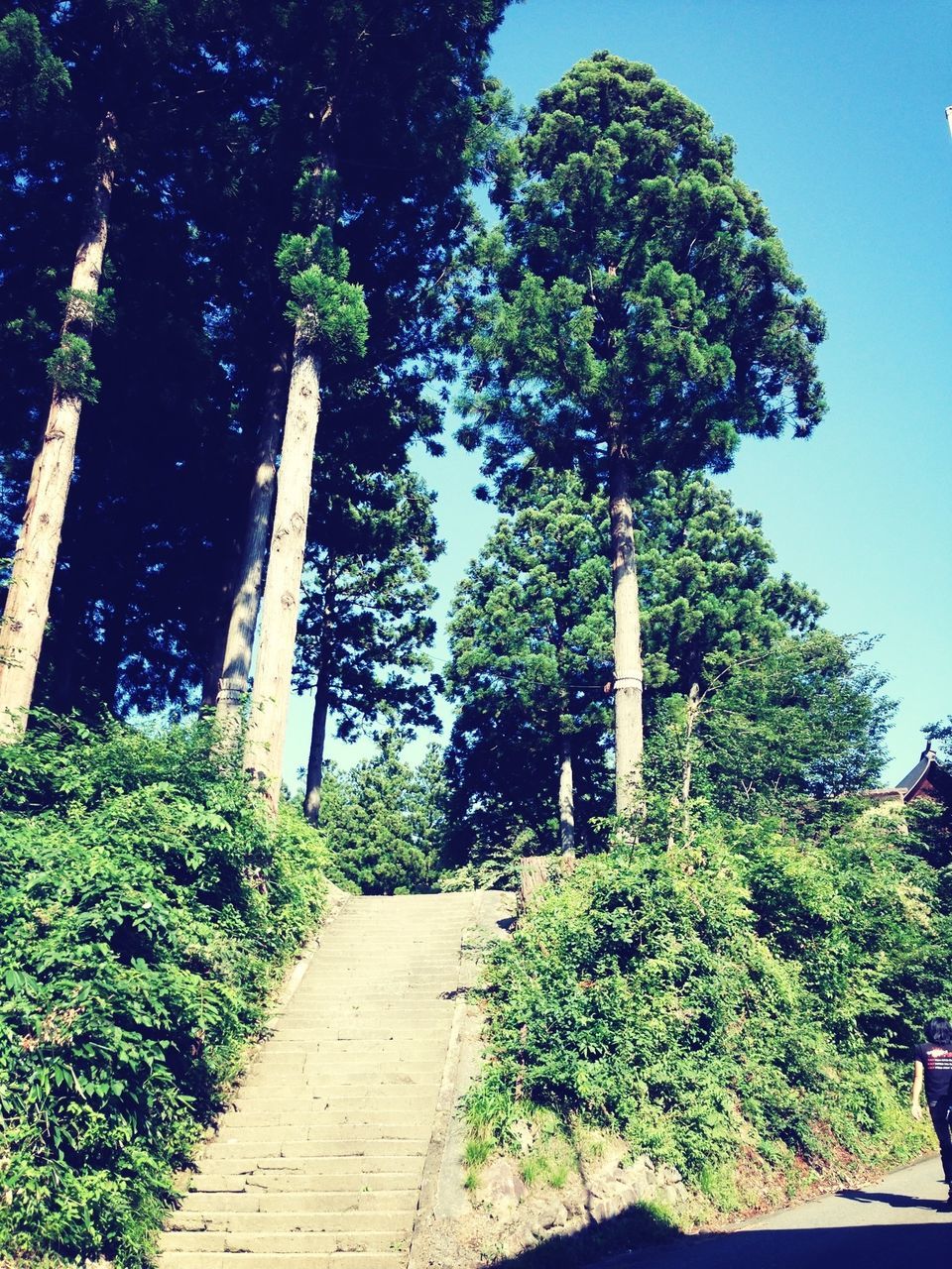 tree, growth, plant, the way forward, clear sky, sunlight, green color, nature, footpath, shadow, tranquility, blue, beauty in nature, green, day, tranquil scene, walkway, outdoors, narrow, no people