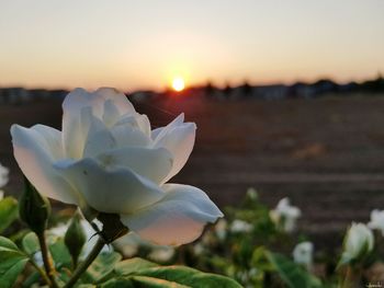 Close-up of white flowering plant against sky during sunset