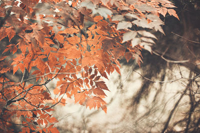 Close-up of maple leaves on tree