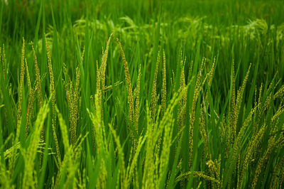 Full frame shot of rice paddy