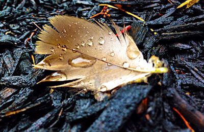 Close-up of dry leaves on ground