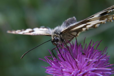 Melanargia galathea