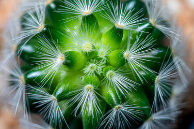 Full frame shot of succulent plant