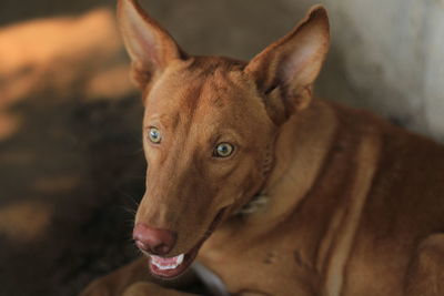 Portrait of dog looking at camera