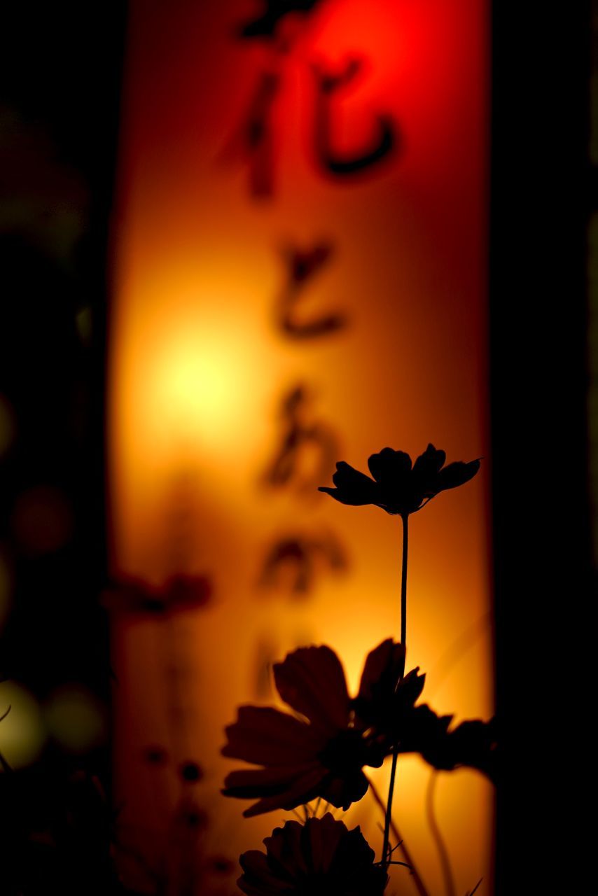 sunset, orange color, growth, plant, flower, focus on foreground, beauty in nature, close-up, sun, freshness, nature, stem, fragility, sunlight, petal, leaf, bud, no people, red, outdoors