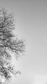 Low angle view of tree against clear sky