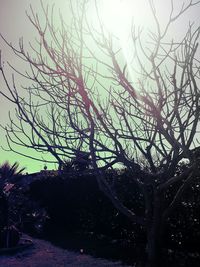 Low angle view of bare trees against sky